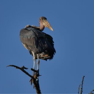 A Marabou Stork in the morning sunlight