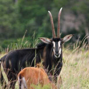 The rare Sable Antelopes