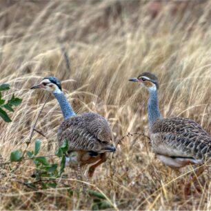 White-bellied bustard in Meru