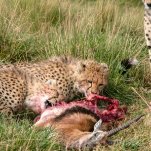 Two cheetah cubs were feeding on a Grant’s gazelle