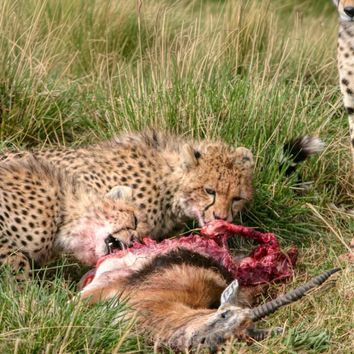 Two cheetah cubs were feeding on a Grant’s gazelle