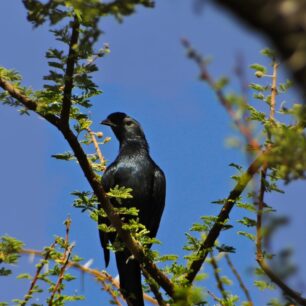 Bristle-crowned Starling