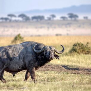 An angry old male buffalo