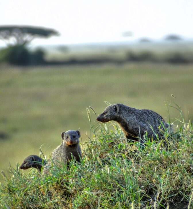 Banded Mongoose