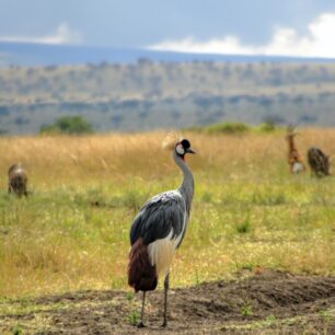 Grey Crowned Crane