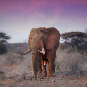 Large male elephant traversing the semi dry Buffalo Springs National Reserve
