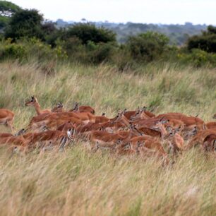 Impala herd in the tall grass
