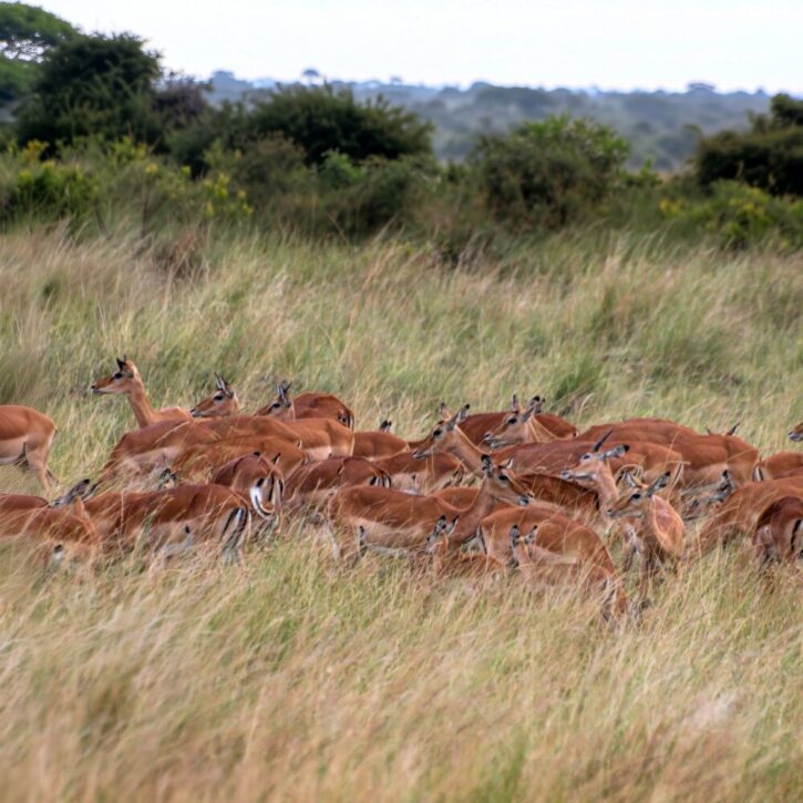 Impala herd in the tall grass
