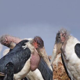 Two marabou storks rest in the sweltering heat