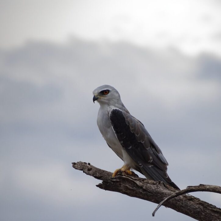 Black-winged Kite sitting high on a dead branch