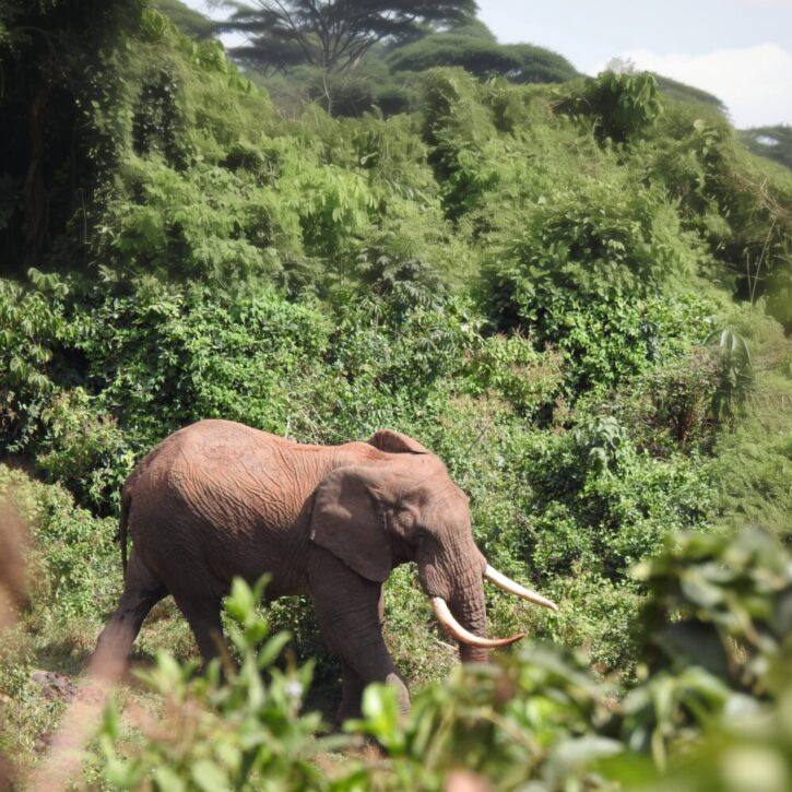 Elephant with massive tusks