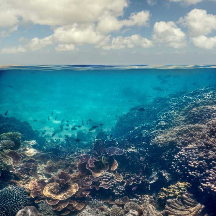 Diving at Kisite Mpunguti