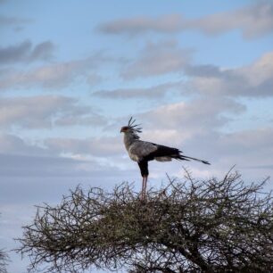 Secretary bird on top of a acacia tree