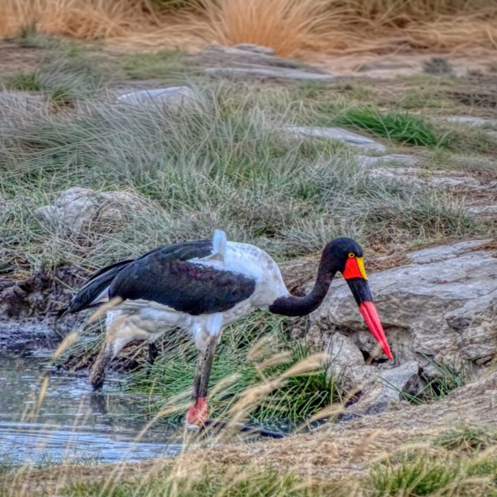 Saddle-billed stork