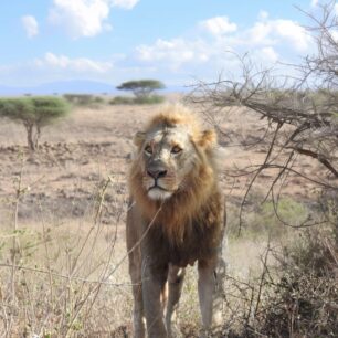 Lion on the dry parched savanna