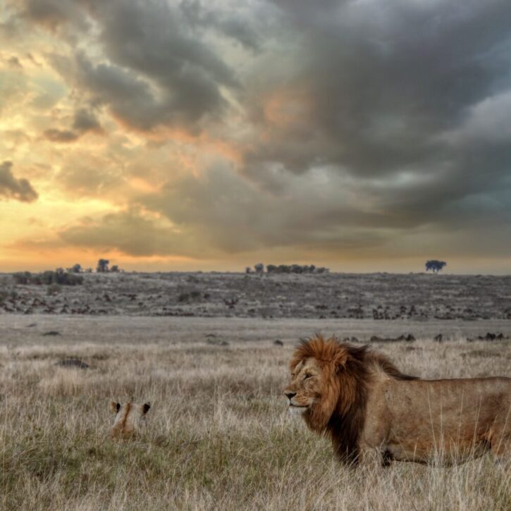 Late afternoon storm over the savanna