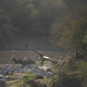 Vultures at the Mara river