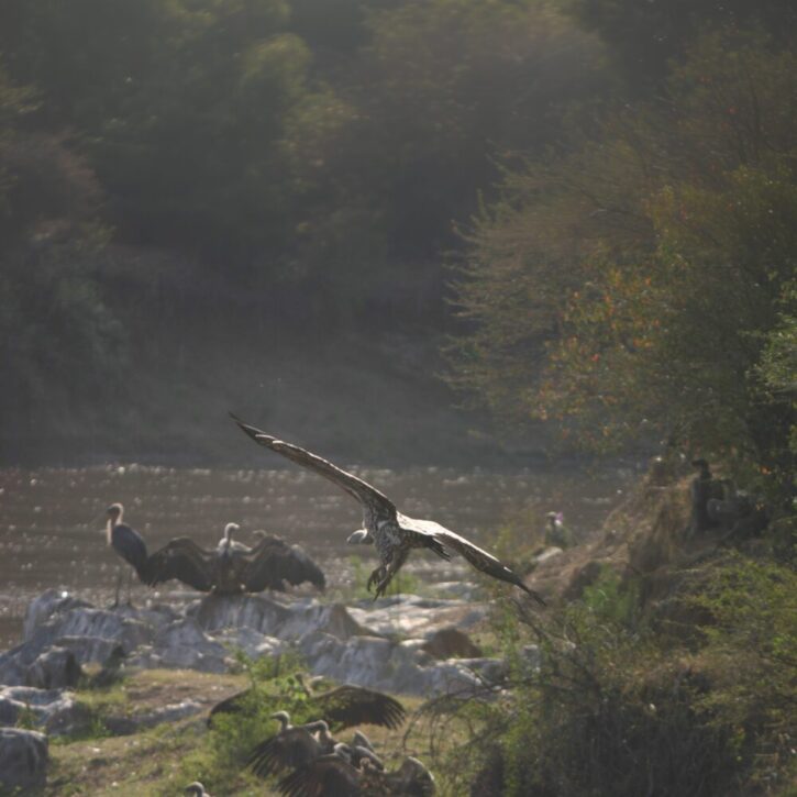 Vultures at the Mara river