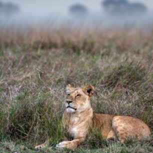 Lion resting on a early morning