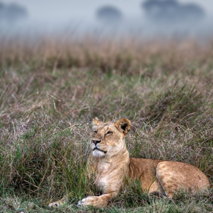 Lion resting on a early morning