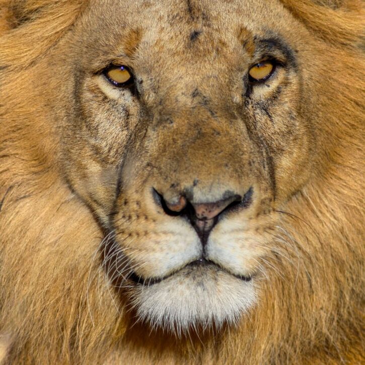 Lion with scars