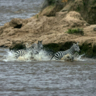 Zebras in full flight trough the Mara river
