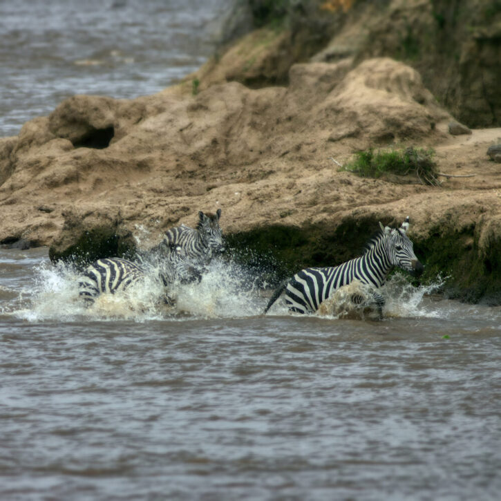 Zebras in full flight trough the Mara river