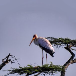 Yellow-billed Stork on late afternoon