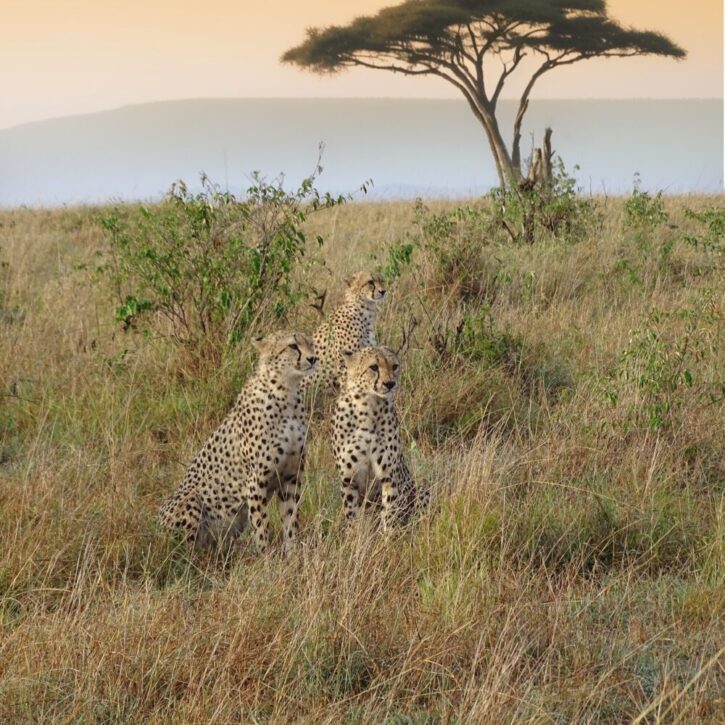 Three cheetahs on the savanna in the setting sun