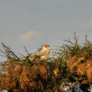 Secretary bird in its messy nest