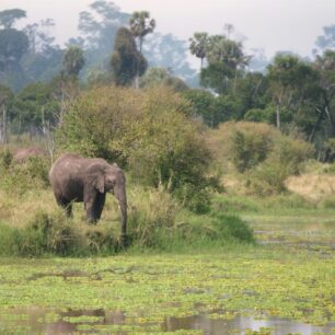 A elephant grazing in the Musiara Swamp