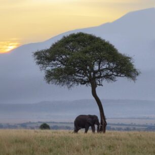 Lonely elephant on the savanna with the setting sun