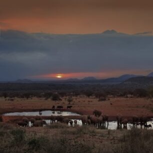Tsavo west elephants and sun set