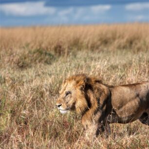 A lion, prowling through the tall grasses