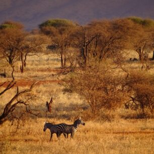 sunset two zebras in the African bush