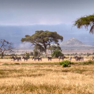 Zebras traversing at the Foot of Mount Kilimanjaro