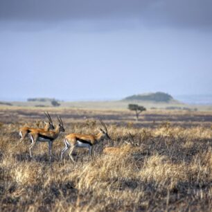 African savanna after a fire