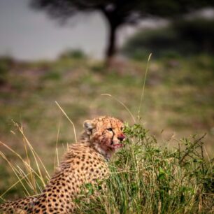 Cheetah Cub with a Bloody Nose