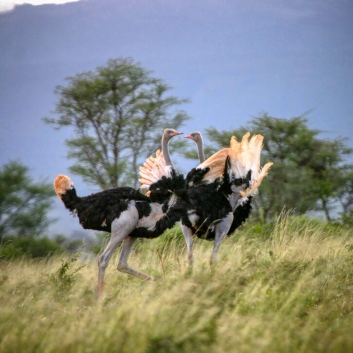 Ostriches fighting