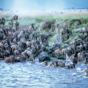 Wildebeest crossing in the Masaai Mara