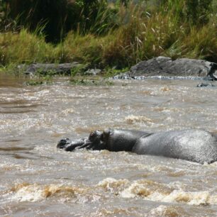 Hippo swimming against strong current in the Mara River.